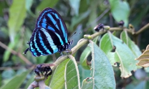 Lepidoptera Research Assistant Lepidoptera Research Assistant