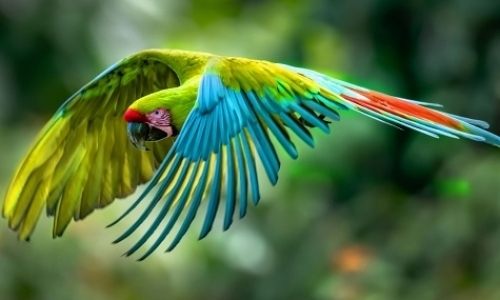 Macaw Internship in Costa Rica
