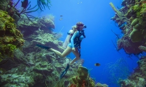 Marine Reef Conservation Marine Reef Conservation