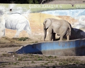 Brighter Future for Mendoza Zoo Elephants