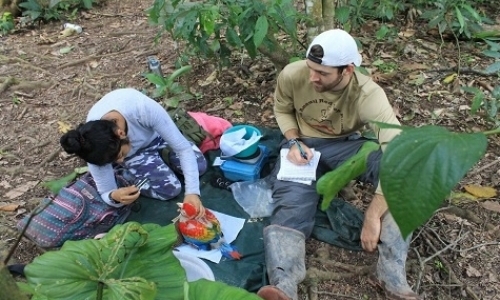 Monitoring Wild Macaws in Peru