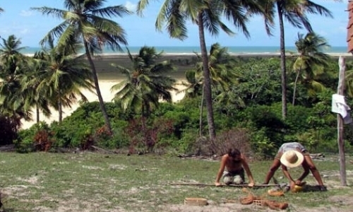Organic Coconut Farm Organic Coconut Farm