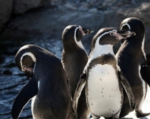 The Penguins of South America