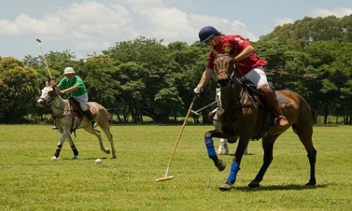 Polo Ranch Volunteer Experience