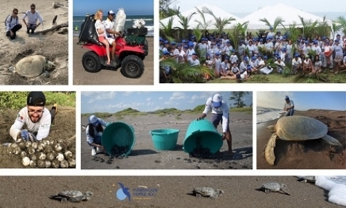 Preservation of the Environment and Sea Turtles