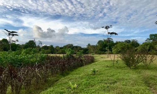 Rainforest Permaculture Volunteering Rainforest Permaculture Volunteering