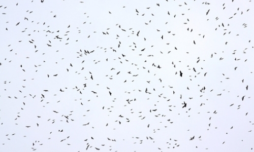 Raptor Migration Counters Raptor Migration Counters