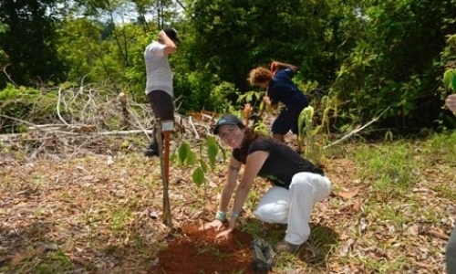 Fellowship in Rare and Endangered Tree Conservation