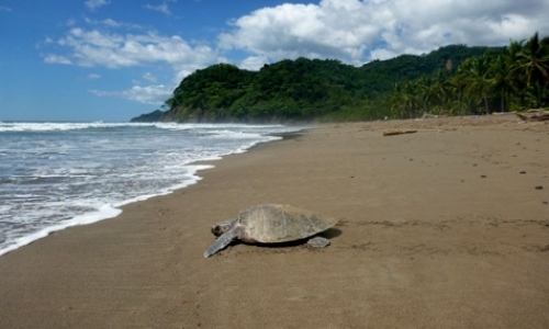 Sea Turtle Research Assistant