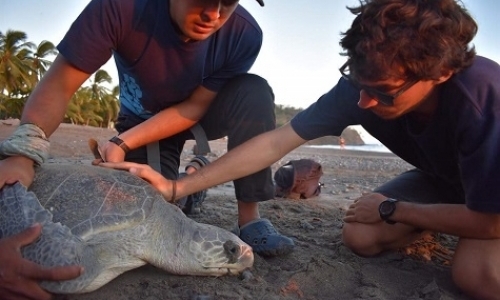 Research Assistants for Sea Turtle Nesting Conservation Program