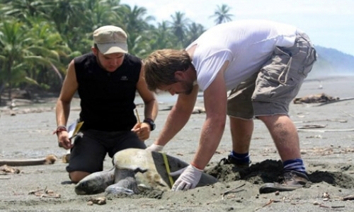 Research Assistants for Turtle Program Research Assistants for Turtle Program