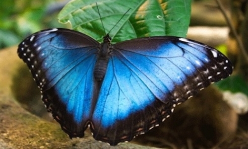 Butterfly Garden Intern