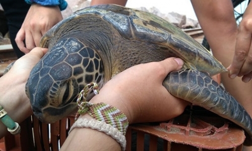 Sea Turtle and Artisanal Fisheries Monitoring