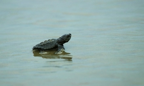 Sea Turtle & Rainforest Conservation Program
