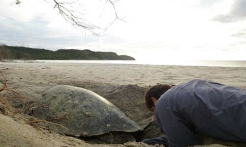 Call for Volunteers - 2024/5 Field Season