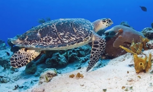 Sea Turtle Camp Sea Turtle Camp
