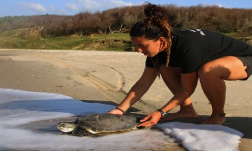 Sea Turtle Conservation Sea Turtle Conservation