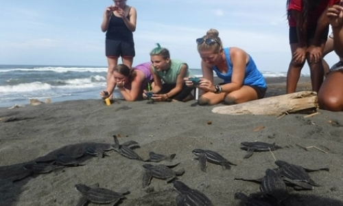 Sea Turtle Conservation Program