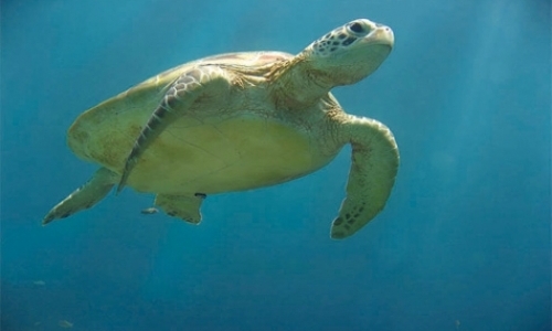 Sea Turtle Conservation Project Coordinators