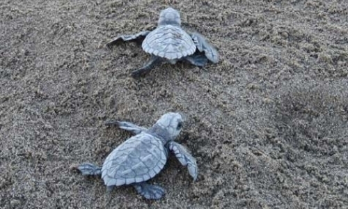 Sea Turtle Volunteers