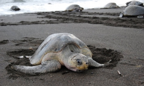 Sea Turtle Research in Costa Rica