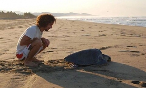 Sea Turtle Sanctuary Coordinator