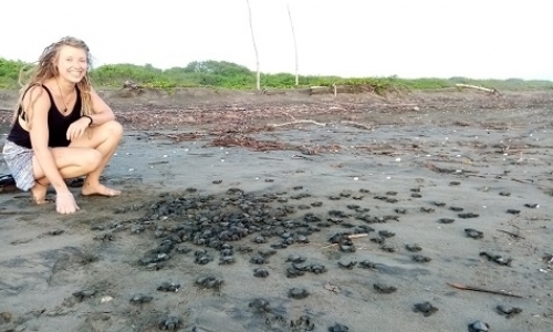 Sea Turtle Volunteers