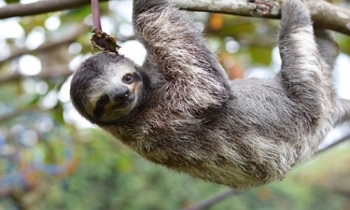 Sloth Rehab Internship