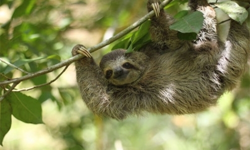Sloth Husbandry & Field Technician Sloth Husbandry & Field Technician