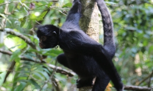 Spider Monkey Conservation and more
