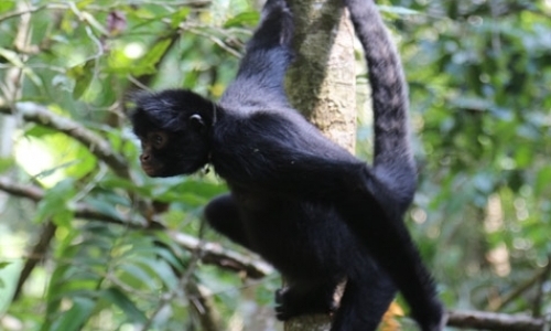 Spider Monkey Conservation and more Spider Monkey Conservation and more