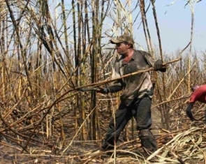 Sugar - Leaving a Bitter Taste in Nicaragua