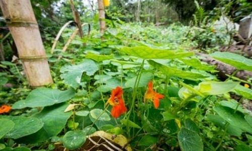 Sustainable Agriculture in the Galapagos