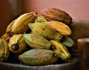 The Cacao Ceremony