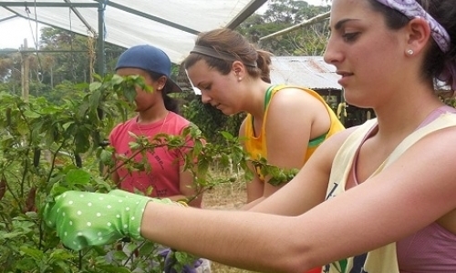 Tropical Organic Farming