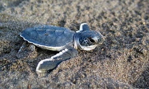Turtle Camp Program