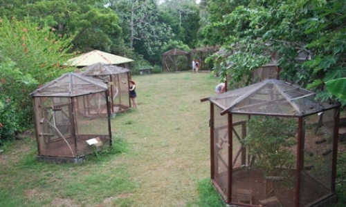 Utila Iguana Conservation Project