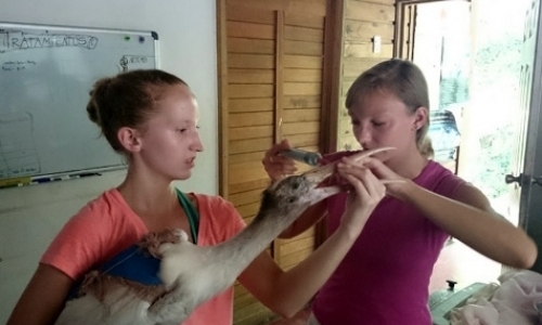 Volunteer at Wildlife Rescue Centre Volunteer at Wildlife Rescue Centre