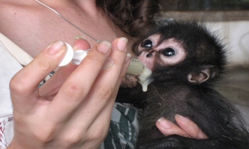 Volunteer At Wildlife Rescue Center Volunteer At Wildlife Rescue Center