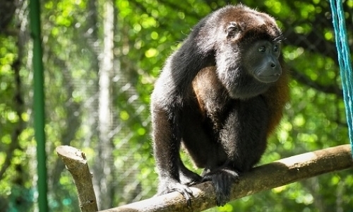 Volunteer at Wildlife Sanctuary Volunteer at Wildlife Sanctuary