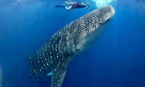 Coral Reef Conservation