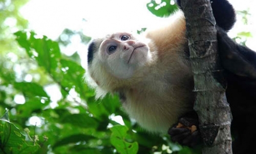 Field Assistants for Monkey Project Field Assistants for Monkey Project