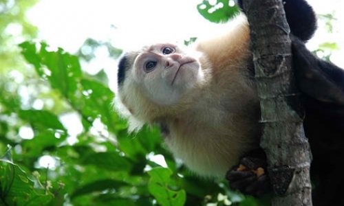 Field Assistants for Monkey Project