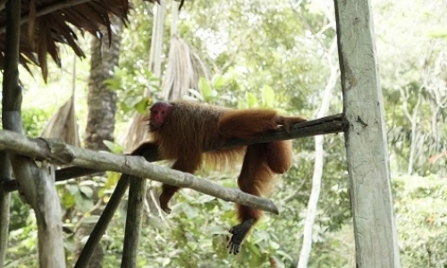 Volunteer in the Amazon