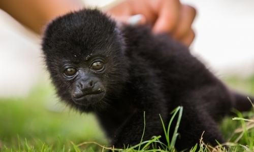 Primate Rehabilitation Centre Primate Rehabilitation Centre