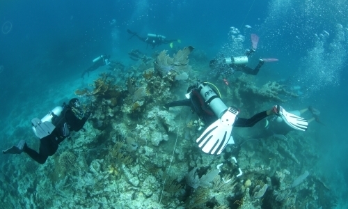 Coral Reef Monitoring