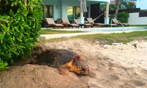 Turtle Camp Program