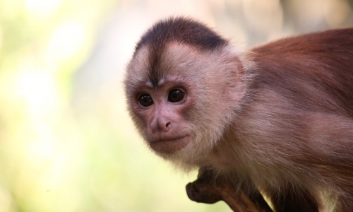 Wildlife Rescue Centre Wildlife Rescue Centre