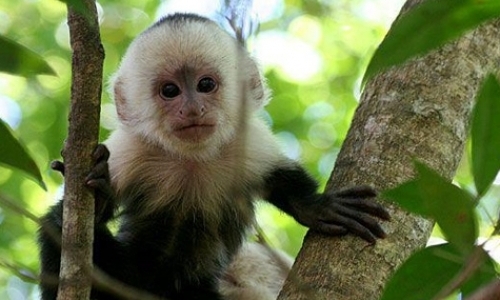 White-Faced Capuchin Research White-Faced Capuchin Research