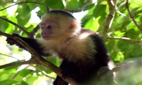 White-Faced Capuchin Study